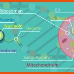 Prokaryoten Und Eukaryoten Im Vergleich â¢ Unterschiede Â· [mit Video] Fuer Procyte Und Eucyte Im Vergleich Arbeitsblatt