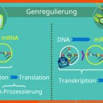 Prokaryoten Und Eukaryoten Im Vergleich â¢ Unterschiede Â· [mit Video] Fuer Procyte Und Eucyte Im Vergleich Arbeitsblatt