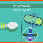 Prokaryoten Und Eukaryoten Im Vergleich â¢ Unterschiede Â· [mit Video] Fuer Procyte Und Eucyte Im Vergleich Arbeitsblatt