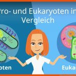 Prokaryoten Und Eukaryoten Im Vergleich Fuer Procyte Und Eucyte Im Vergleich Arbeitsblatt