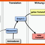 Proteinsynthese Fuer Genwirkkette Arbeitsblatt