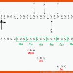 Q11 1b2 2020 21 â Rmg-wiki Fuer Karyogramm Des Menschen Arbeitsblatt