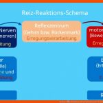 Reflexe â¢ Definition, Ablauf Und Beispiele Â· [mit Video] Fuer Vom Reiz Zur Reaktion Arbeitsblatt