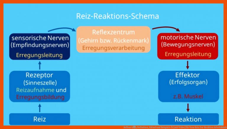 Reflexe â¢ Definition, Ablauf und Beispiele Â· [mit Video] für vom reiz zur reaktion arbeitsblatt