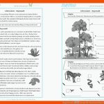 Regenwald â Nemo Fuer Stockwerkbau Regenwald Arbeitsblatt