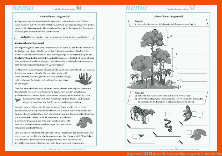 Regenwald â Nemo für stockwerkbau regenwald arbeitsblatt