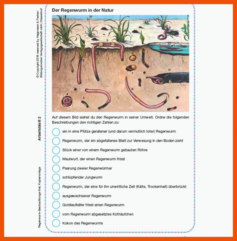 regenwurm beobachtungs set 5306715 e280a2 biologie oekologie fuer regenwurm arbeitsblatt