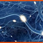 Reizweiterleitung Im Nervensystem/nervenzelle Ratgeber-nerven.de Fuer Nervensystem Arbeitsblatt Pdf