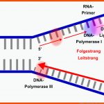 Replikation - Molekularbiologie - Abitur-vorbereitung Fuer Dna Replikation Arbeitsblatt
