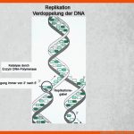 Replikation Verdoppelung Der Dna Biologie / Klett Lerntraining Fuer Dna Replikation Arbeitsblatt