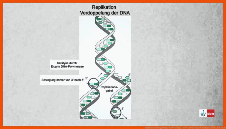 Replikation Verdoppelung der DNA Biologie / Klett Lerntraining für dna replikation arbeitsblatt