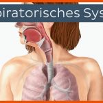 Respiratorisches System Fuer atmungssystem Arbeitsblatt
