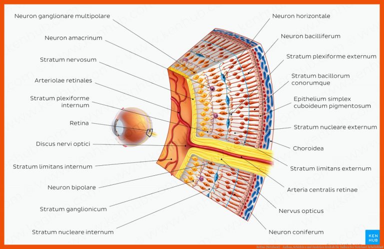 Retina (Netzhaut) - Aufbau, Schichten und Funktion | Kenhub für aufbau der netzhaut arbeitsblatt