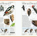 Rspb Complete Birds Of Britain and Europe: Includes Bird sounds ... Fuer Arbeitsblätter Biologie Vögel Kostenlos