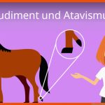 Rudiment Und atavismus Fuer Rudimentäre organe Des Menschen Arbeitsblatt