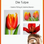 Sachunterricht - Die Tulpe Fuer Tulpe Aufbau Arbeitsblatt