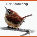 Sachunterricht - Tiere Im Winter - Pippsunddiefuchsklasses Webseite! Fuer Vögel Im Winter Arbeitsblätter