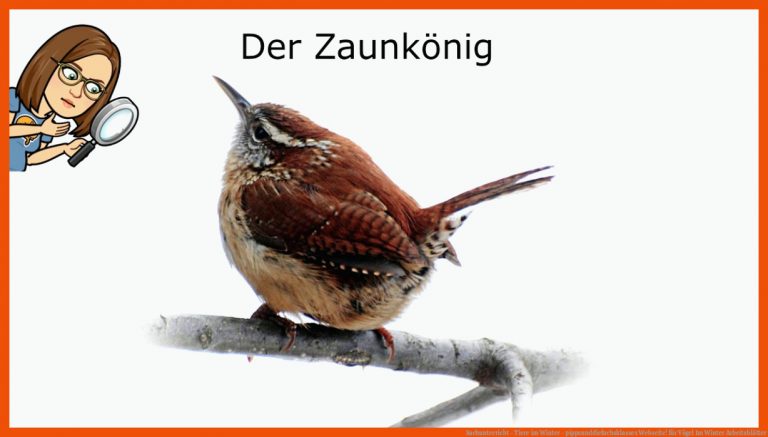 Sachunterricht - Tiere im Winter - pippsunddiefuchsklasses Webseite! für vögel im winter arbeitsblätter