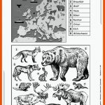 SÃ¤ugetiere - Merkmale, Lebensraum, Systematik Fuer Merkmale Säugetiere Arbeitsblatt