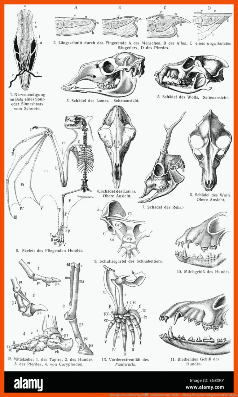 SÃ¤ugetiere SchwarzweiÃ-Stockfotos und -bilder - Alamy für skelett säugetiere arbeitsblatt