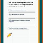 Samenpflanzen Als Lebewesen Fuer Aufbau Einer Blüte Arbeitsblatt