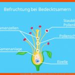 Samenpflanzen â¢ Aufbau, Bedecktsamer, Nacktsamer Â· [mit Video] Fuer Verbreitung Von Früchten Und Samen Arbeitsblatt Schroedel