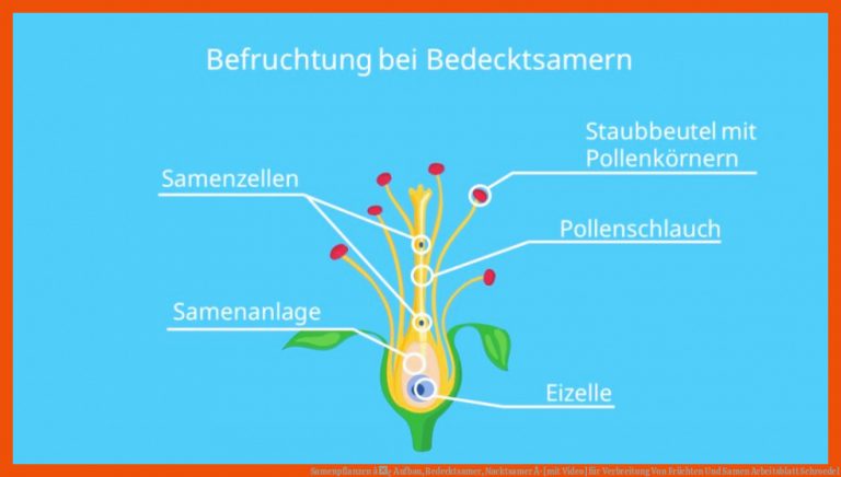 Samenpflanzen â¢ Aufbau, Bedecktsamer, Nacktsamer Â· [mit Video] für verbreitung von früchten und samen arbeitsblatt schroedel