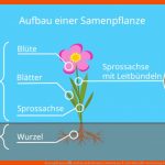 Samenpflanzen â¢ Aufbau, Bedecktsamer, Nacktsamer Â· [mit Video] Fuer Verbreitung Von Früchten Und Samen Arbeitsblatt Schroedel