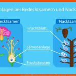 Samenpflanzen â¢ Aufbau, Bedecktsamer, Nacktsamer Â· [mit Video] Fuer Verbreitung Von Früchten Und Samen Arbeitsblatt Schroedel