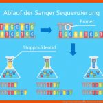 Sanger Sequenzierung â¢ Prinzip Und Ablauf Â· [mit Video] Fuer Dna Aufbau Arbeitsblatt Klett