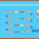 Sanger Sequenzierung â¢ Prinzip Und Ablauf Â· [mit Video] Fuer Dna Aufbau Arbeitsblatt Klett