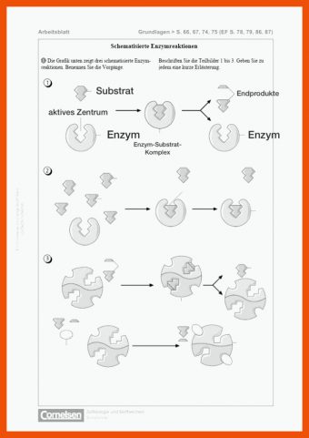 Schematisierte Enzymreaktionen Arbeitsblatt Lösungen