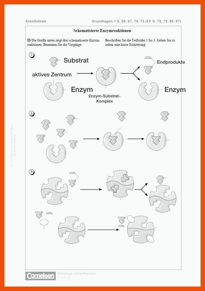 Schematisierte Enzymreaktionen (Biologie)? (Schule, Hausaufgaben ... für schematisierte enzymreaktionen arbeitsblatt lösungen