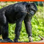 Schimpanse - Tier-steckbrief - FÃ¼r Kinder & Schule Fuer Vergleich Schimpanse Mensch Arbeitsblatt