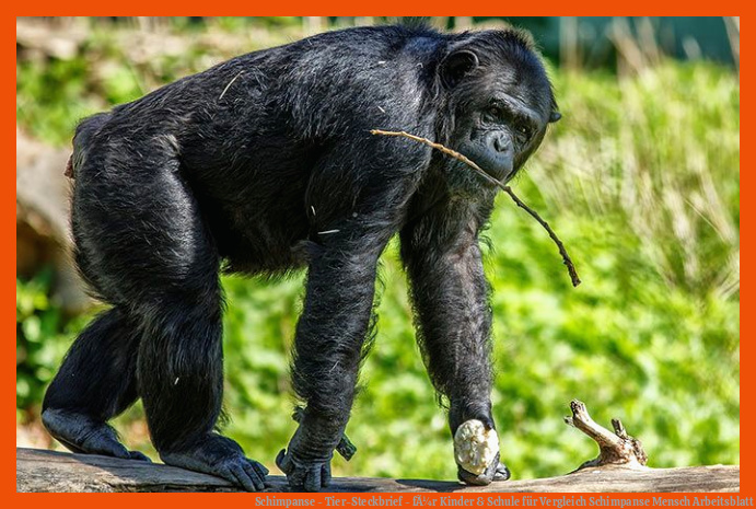 Schimpanse - Tier-Steckbrief - fÃ¼r Kinder & Schule für vergleich schimpanse mensch arbeitsblatt