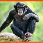 Schimpanse - Tier-steckbrief - FÃ¼r Kinder & Schule Fuer Vergleich Schimpanse Mensch Arbeitsblatt
