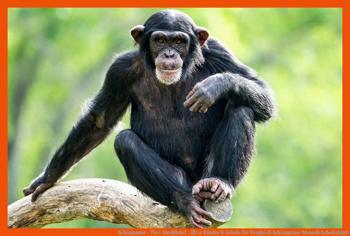 Schimpanse - Tier-Steckbrief - fÃ¼r Kinder & Schule für vergleich schimpanse mensch arbeitsblatt