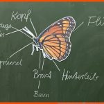 Schmetterling - KÃ¶rperbau (tafelmaterial) â Unterrichtsmaterial Im ... Fuer Arbeitsblätter Schmetterling Körperbau