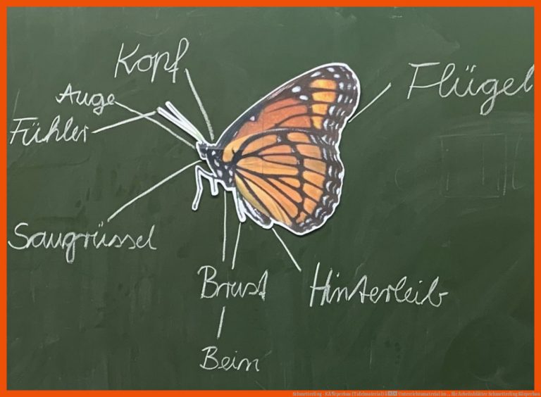 Schmetterling - KÃ¶rperbau (tafelmaterial) â Unterrichtsmaterial Im ... Fuer Arbeitsblätter Schmetterling Körperbau