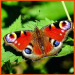 Schmetterlinge In Der Klasse 1 - Kostenlose ArbeitsblÃ¤tter ð¦ Fuer Arbeitsblätter Schmetterling Körperbau