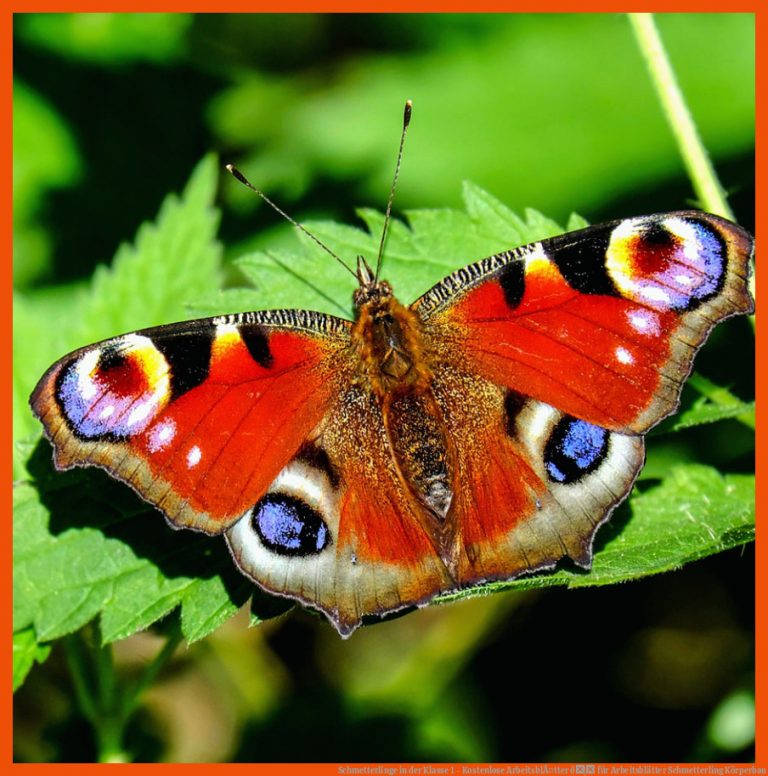 Schmetterlinge In Der Klasse 1 - Kostenlose ArbeitsblÃ¤tter ð¦ Fuer Arbeitsblätter Schmetterling Körperbau