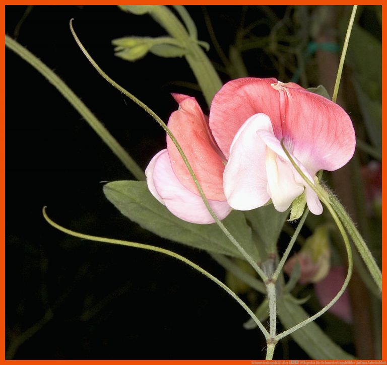 SchmetterlingsblÃ¼tler â Wikipedia für schmetterlingsblütler aufbau arbeitsblatt