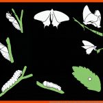 Schmetterlingswiesen Fuer Von Der Raupe Zum Schmetterling Arbeitsblatt Kindergarten