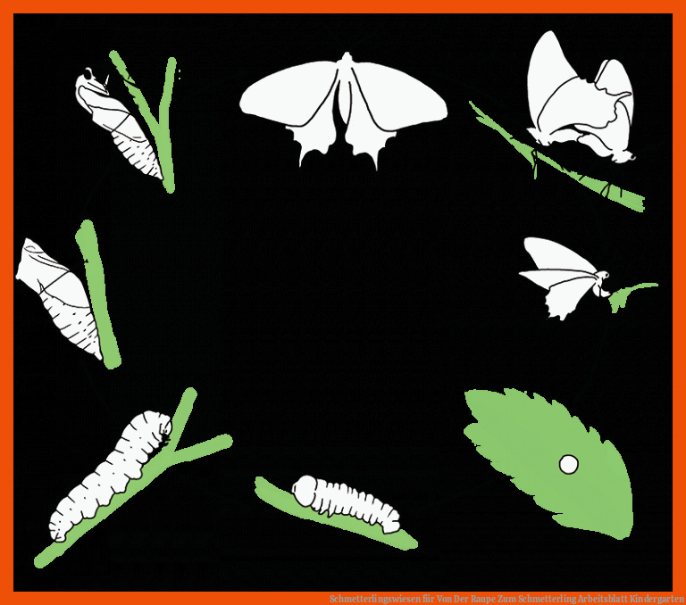 Schmetterlingswiesen für von der raupe zum schmetterling arbeitsblatt kindergarten