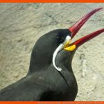Schnabelformen Der VÃ¶gel - Wildvogelhilfe.org Fuer Anpassung Der Vögel An Das Fliegen Arbeitsblatt