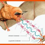 Schreie Im Dunkeln: Echoortung Im Ultraschall Artenschutz ... Fuer orientierung Am Sternenhimmel Arbeitsblatt