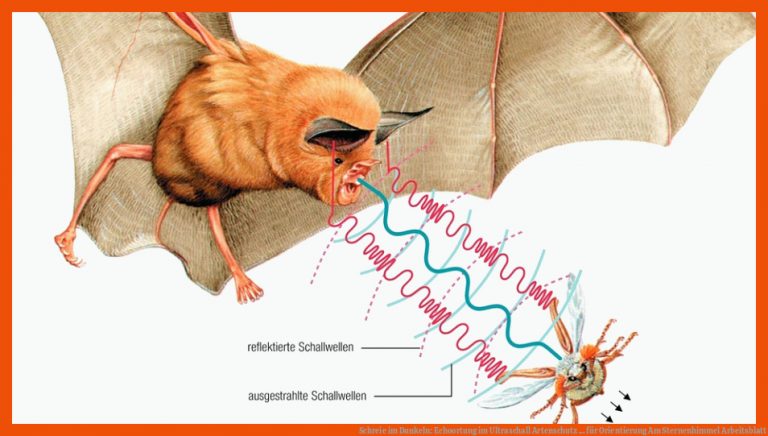 Schreie Im Dunkeln: Echoortung Im Ultraschall Artenschutz ... Fuer orientierung Am Sternenhimmel Arbeitsblatt