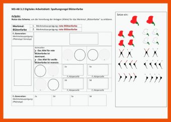 Mendelsche Regeln Arbeitsblatt Mit Lösungen Klett