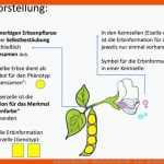Schulentwicklung Nrw - Inklusiver Fachunterricht - Zu Den ... Fuer Systemebenen Biologie Arbeitsblatt