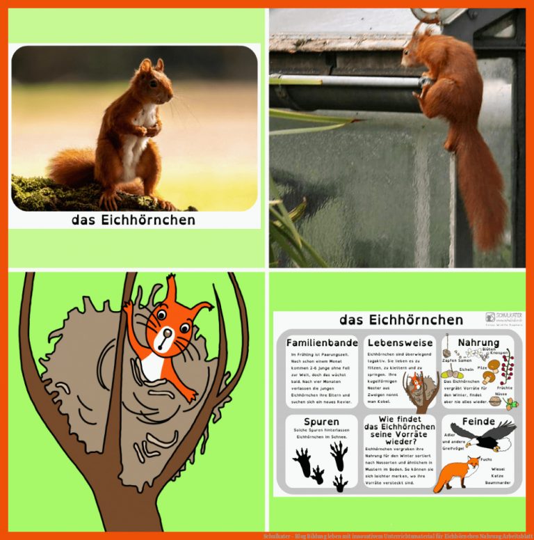 Schulkater - Blog | Bildung leben mit innovativem Unterrichtsmaterial für eichhörnchen nahrung arbeitsblatt